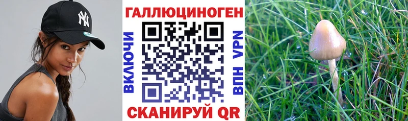 Купить где  Камышлов  Псилоцибиновые грибы мухоморы 